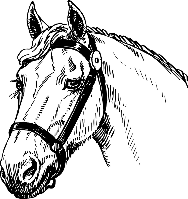 Lófej